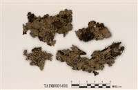 藏品(梅衣屬)的圖片